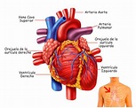El Corazón: funciones, ubicación, partes, funcionamiento, características
