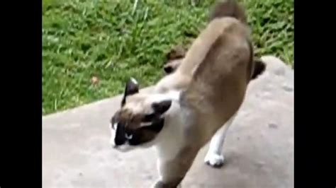 Cat Is Attacking A Dog Video Funny Animals Cat Memes Dog Memes