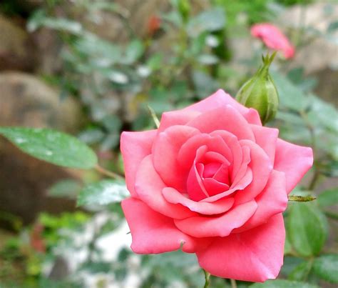 Rosa Flor Plantar Foto Gratuita No Pixabay Pixabay