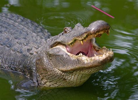 Alligator A Louisiana Pinterest