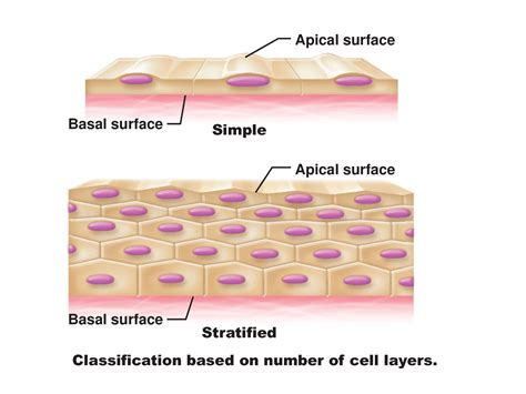 Solution Ex 6a Epithelial Tissues Studypool