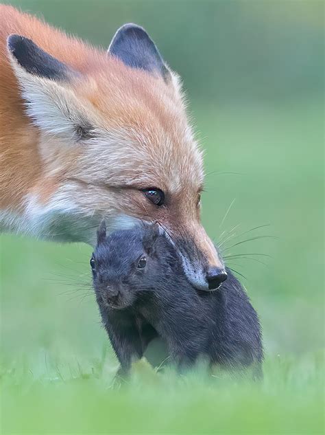 Red Fox Caught Its Prey Photograph By Jasmine Suo Fine Art America