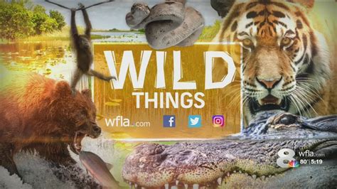Wild Things Rare Exotic Animals Could Be Living In Your Tampa Bay