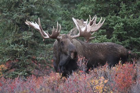Beyond Adventure Trophy Hunting Photographing The Worlds Biggest Moose