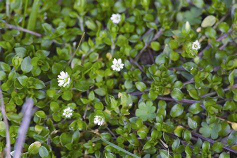 They help us to know which pages are the most and least popular and see how visitors move around the site. Weeds - Mata-Turf