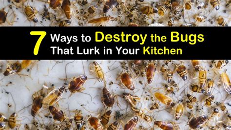 7 Ways To Destroy The Bugs That Lurk In Your Kitchen
