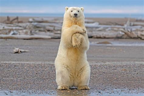 When standing fully upright on its hind legs how much bigger is a kodiak bear than a grizzly? How Tall is a Polar Bear Standing Up? • PolarBearFacts.net