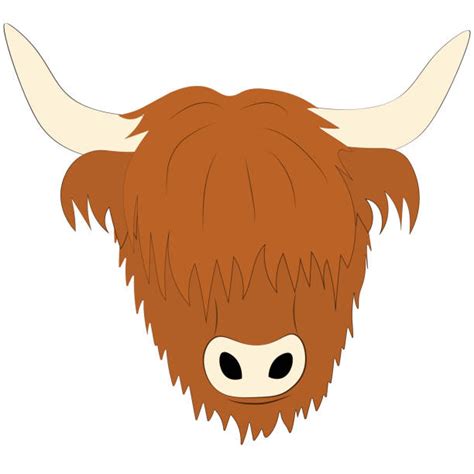 best highland cattle illustrations royalty free vector graphics and clip art istock