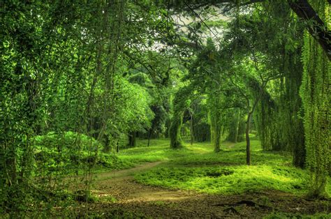 Imagini Din Natura Toamnă Izolat Toamna Frunze · Fotografie Gratuită Pe