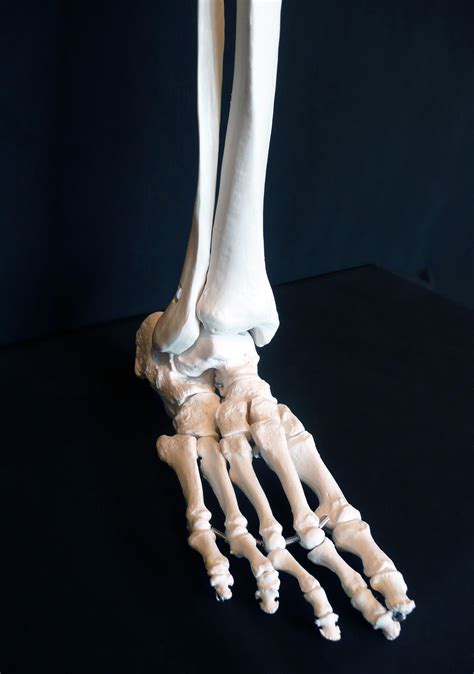 Anatomical Human Skeletal Leg Model Joints Products Medical Models