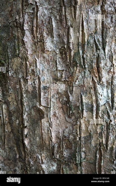 Tree Bark Trunk Bulletwood Hi Res Stock Photography And Images Alamy