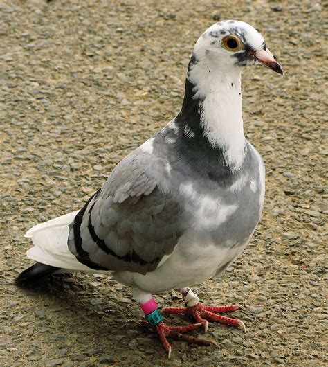 A Beginners Guide To Racing Pigeons Hobby Sports