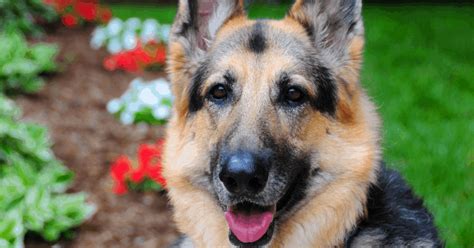 Are German Shepherds Good Emotional Support Dogs All You Need To Know