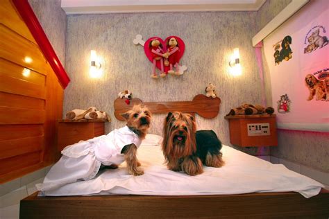 Worlds Top 10 Luxurious Hotels And Restaurants For Dogs Photos