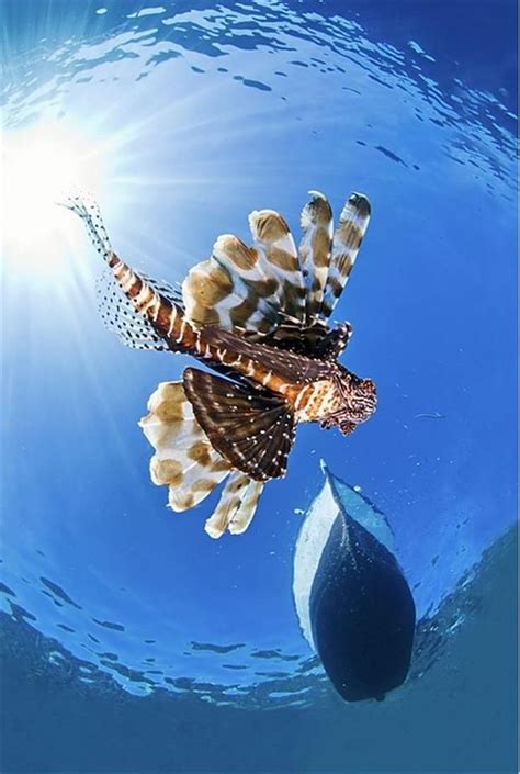 Amazing Marine Life Photographs 30 Pics Amazing Photos