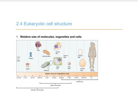 Ocr Biology A A Level Chapter 2 Summary New Spec Teaching Resources