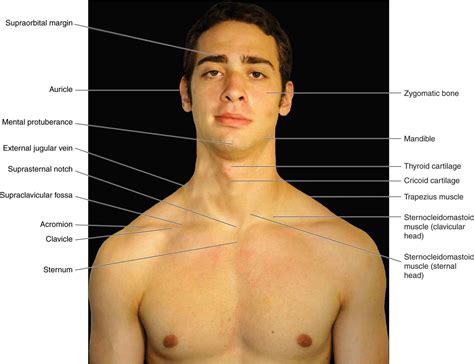 Anatomy Of The Upper Chest Area The Complete Human Body Anatomical