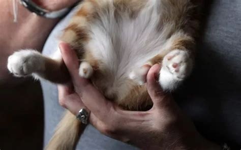 Meet The Cute Six Legged Cat Looking For Its Forever Home After Its Operation Chronicle Live