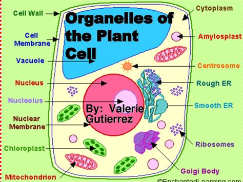 Organelles Of The Plant Cell Pic 1 Biological Science Picture