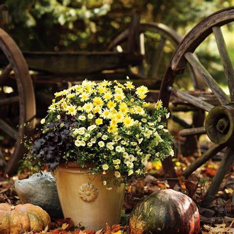 Best Fall Planter And Container Garden Ideas Hgtv Fall Container