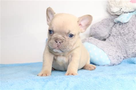 Click the small x to the right of a group's name and shelter # to report an contact: Lilac Lucas : French Bulldog puppy for sale near South ...