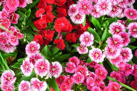 Pink And Red Flowers Beautiful Stock Photo Image Of Green Floral