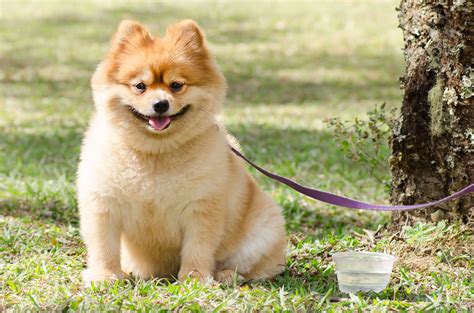 Dogs That Look Like Teddy Bears Poodles Pomeranians And More
