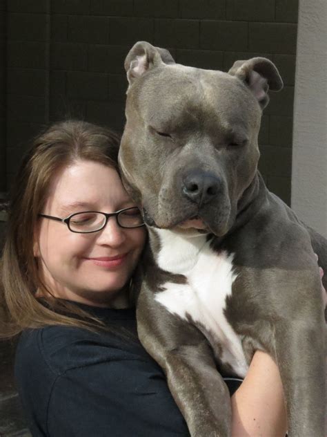 Needless to say, they can get quite temperamental to conclude the article, blue nose pitbull puppies can be a bit of a challenge to raise, but with enough techniques and knowledge, such. Knight "Sabre" the Thunderfoot. 1 Year. ABPT/AmStaff Mix ...