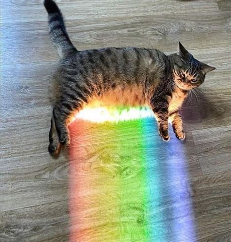 This Rainbow Cat Rrainbow