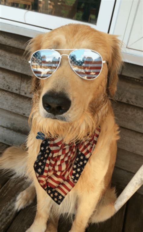 40 Funny And Cute Pictures Of Animals Wearing Glasses