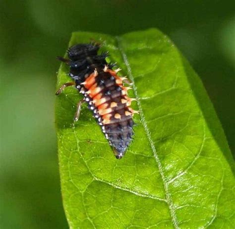 More Good Bugs Than Bad In Your Garden Ladybug Larvae Garden Bugs Plant Bugs