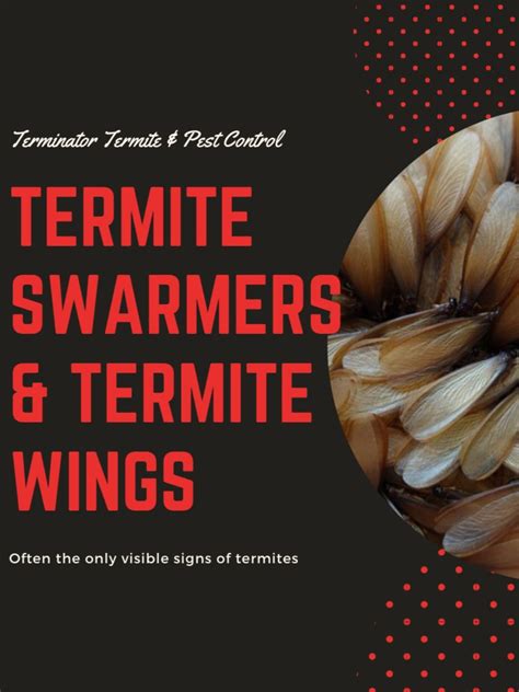 Termite Swarmers And Their Wings In 2020 Termites Termite Season
