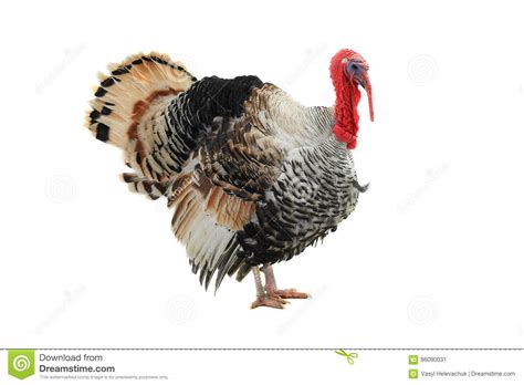 Turkey Cock Stock Image Image Of White Wings Earth 86090031