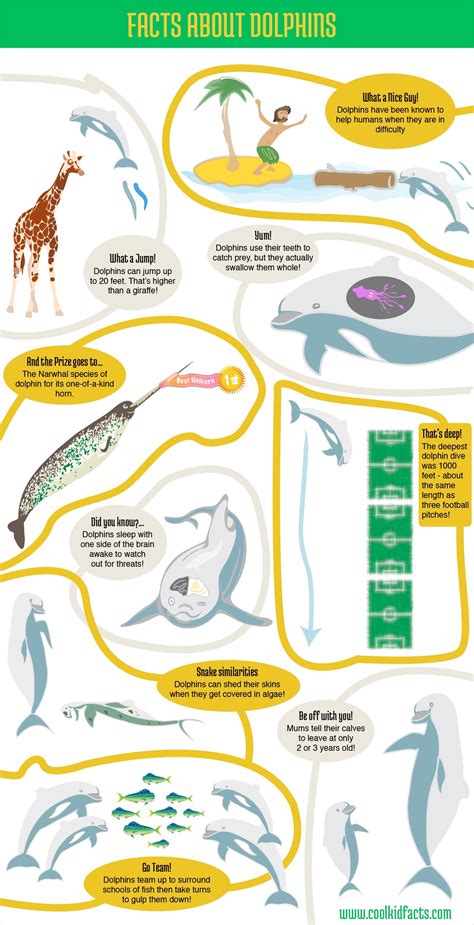 Dolphins Infographic For Kids Cool Kid Facts