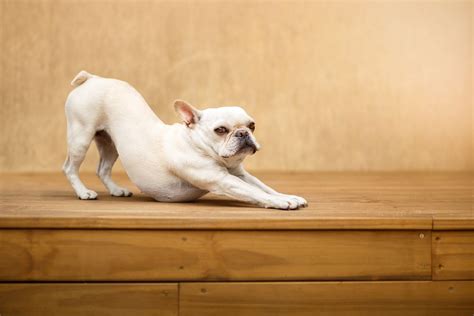Arched Back In Dogs 7 Causes And Solutions Pupster Passion