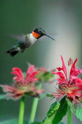 • choose natives over exotics: Using Nectar Flowers to Attract Hummingbirds - Birds & Blooms