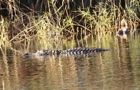 American Alligator From Sheldon Reservoir Texas 77044 Usa On December