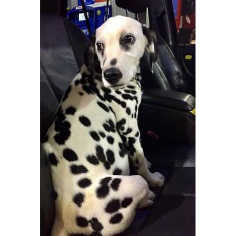 Quickly find the best offers for dalmatian puppies for sale uk on newsnow classifieds. Female Dalmatian puppy for sale 17 weeks old in Miami ...