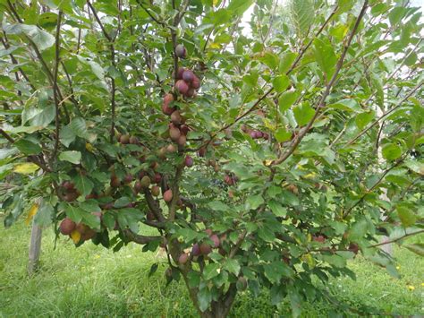 Autumn olives are wild edible that is easy to grow and produce small, soft fruits that are either red or gold. My Edible Fruit Trees: Plum Trees NSW