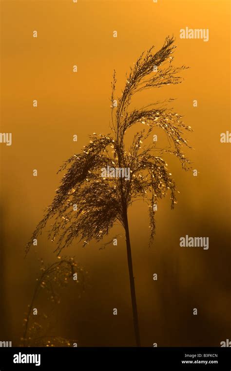 Common Reed Red Sunset Stock Photo Alamy
