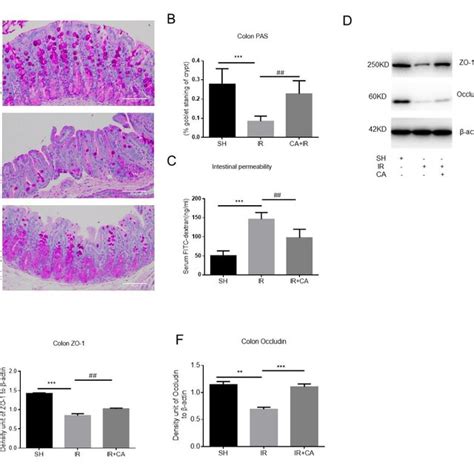 Cal Increases The Expression Of Intestinal Tight Junction Proteins