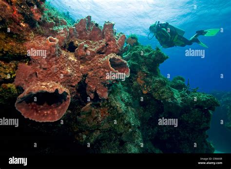 Big Sponges High Resolution Stock Photography And Images Alamy