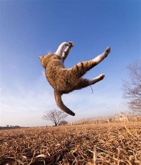 Just Some Fabulous Jumping Cats Post Jumping Cat Cat Photo Cat Pics
