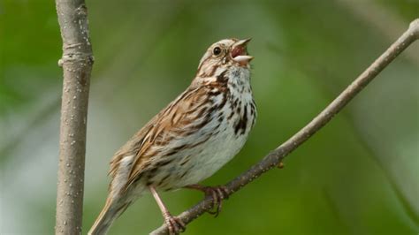 Urban Song Sparrows Are More Aggressive Than Rural Birds Mental Floss