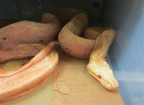 20k Rats Snakes So Abused Rescuers Needed Counseling