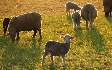 Animals Sheep Lamb · Free Photo On Pixabay