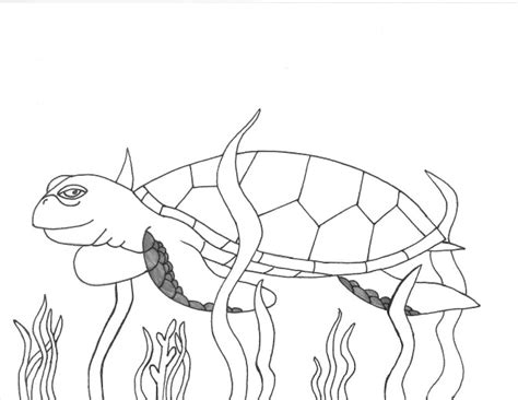 Green sea turtle coloring page. Facts & Discovery | Sea Turtle Exploration