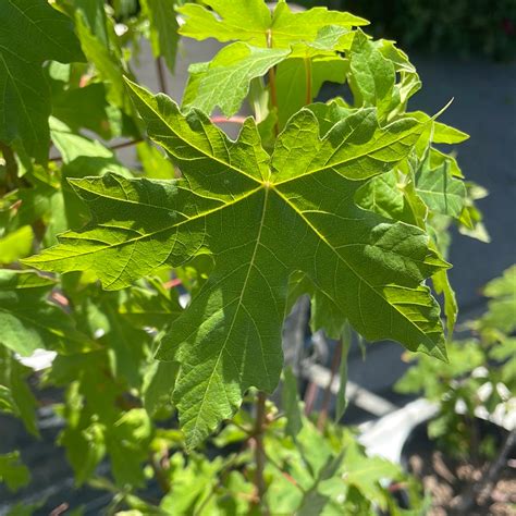 Acer Macrophyllum Big Leaf Maple Plant Material
