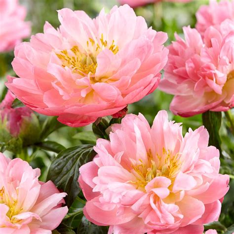 Paeonia Pink Hawaiian Coral Peony Sugar Creek Gardens