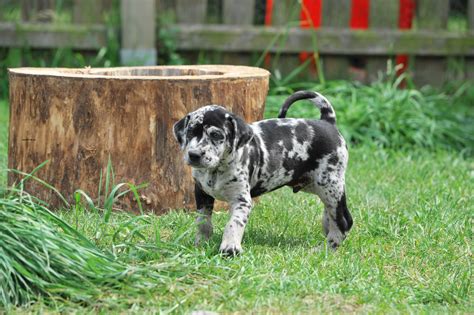 Do Catahoula Leopard Dog Bark A Lot